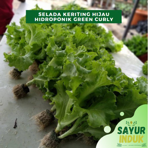 

Sayur Induk - Selada Keriting Hijau Hydro 250 Gram Fresh Grade A Green Curly