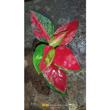 Aglaonema Suksom Pelangi/ Aglonema suksom pelangi/ suksom Zaskia