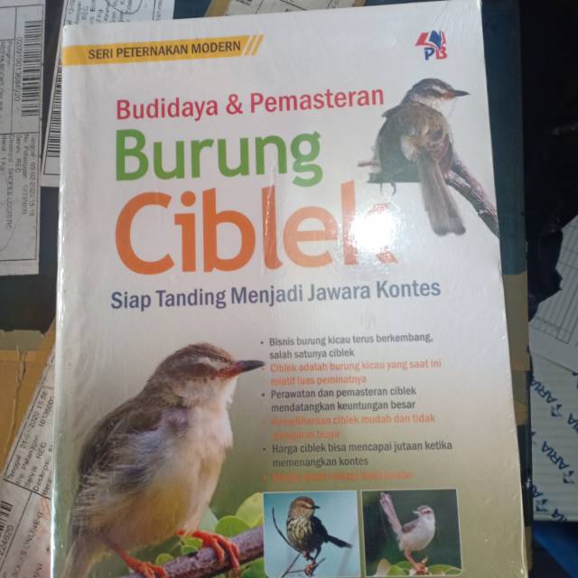 Budidsya Burung Ciblek Shopee Indonesia