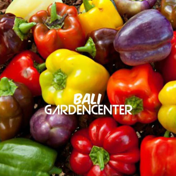 Paket Benih Biji Bibit Buah Paprika 4 Jenis I”*