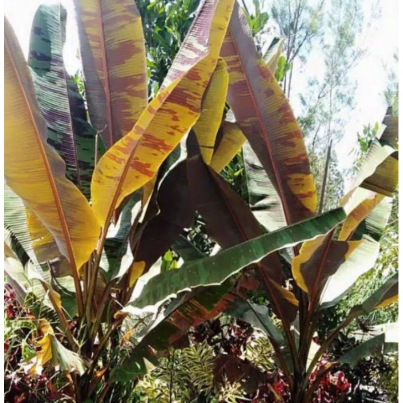 bibit pohon pisang varigata merah 2-3 daun-varigata merah-tanaman hidup