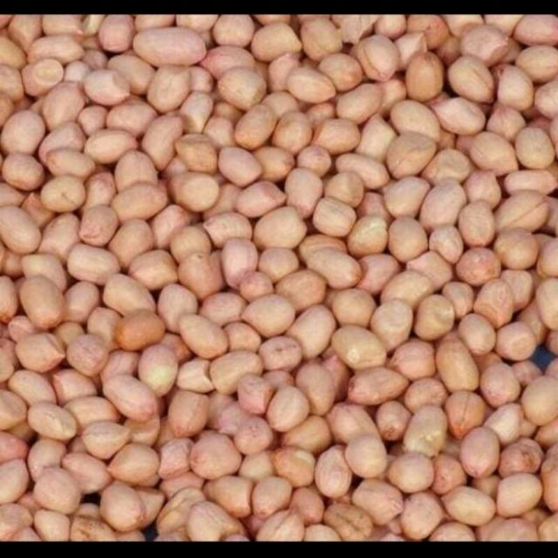 

kacang tanah 1 kg langsung dari petani