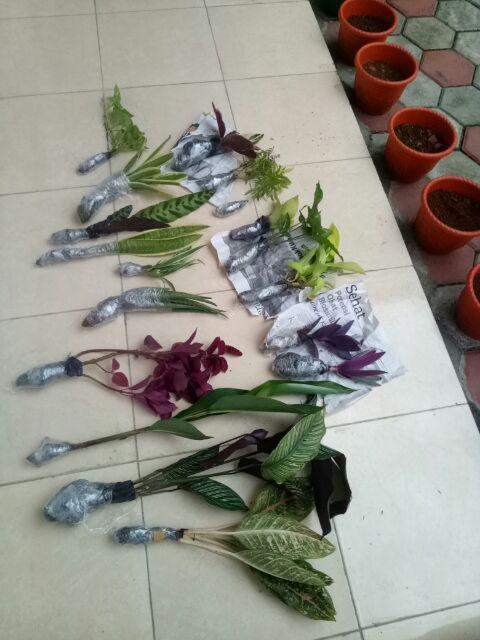 Tanaman Hias Miyana-miana Merah