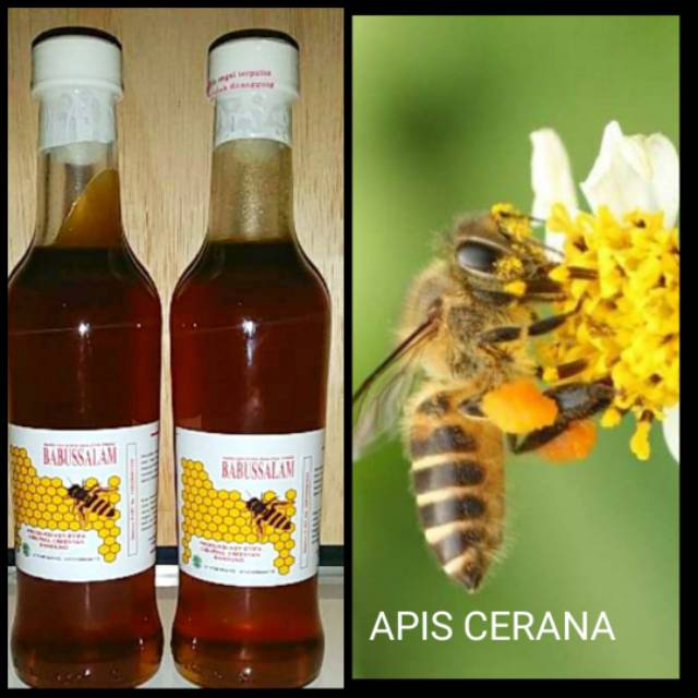 

Madu Apis Cerana Berat 275 mil Madu Asli tanpa bahan pengawet ..