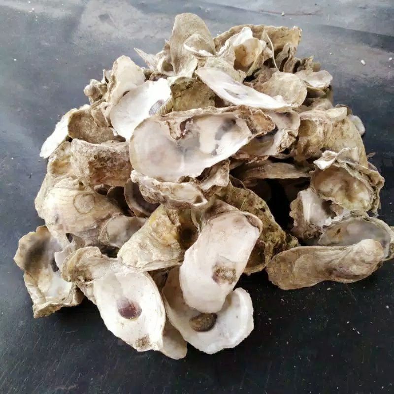 Kerang oyster atau kulit kerang sebagai media filter