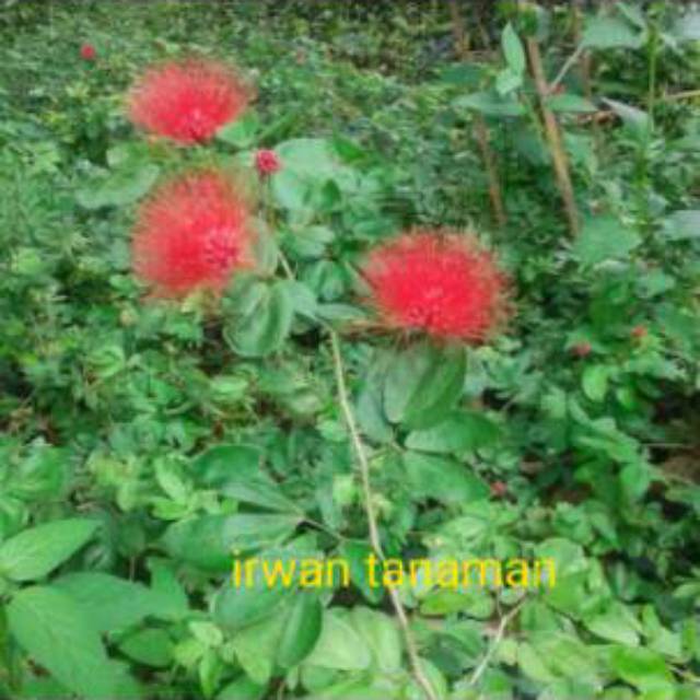 Tanaman hias bunga kaliandra Lusiana - Kaliandra Lusiana