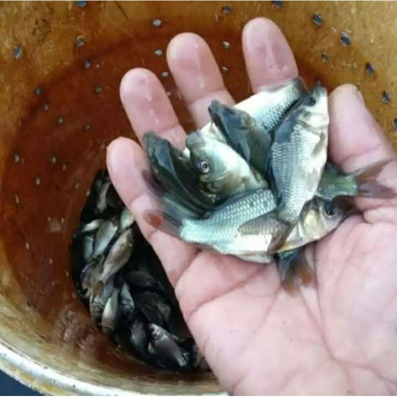 Bibit ikan mas lokal hitam konsumsi murah
