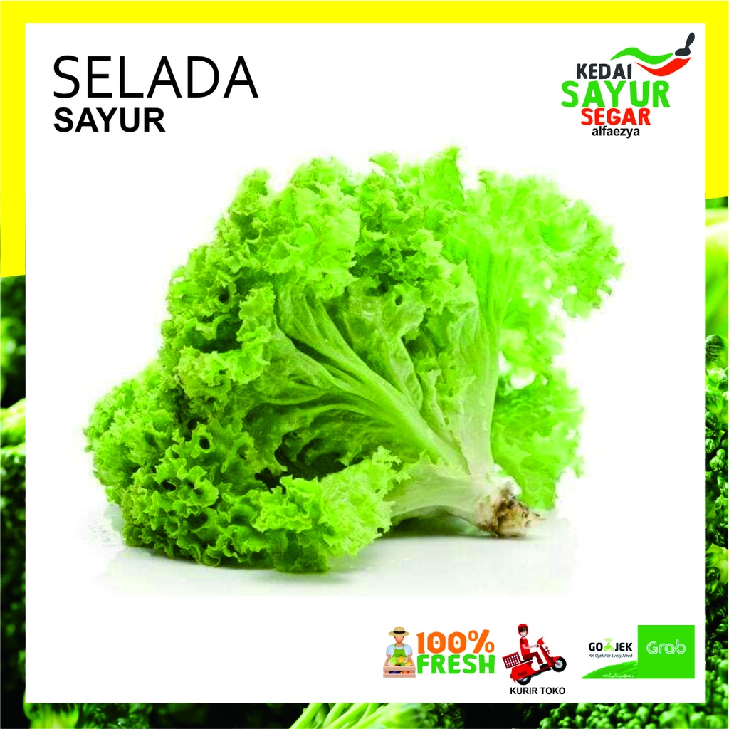 

SELADA Sayur Segar Reapck 250gr / 500gr /1000gr