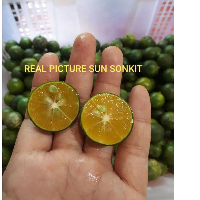 

Swip up!!! JERUK SONKIT 1KG / JERUK KASTURI / JERUK KUNCI / LEMON CUI | TERPOPULER | VIRAL | TIKTOK