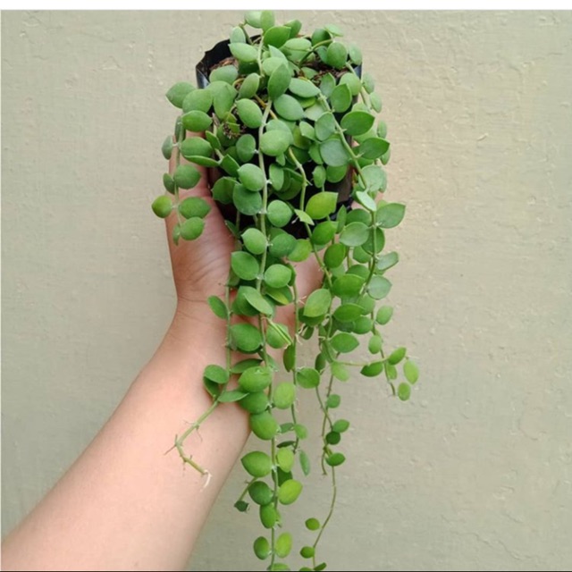 Tanaman hias dischidia numularia - tanaman hias gantung