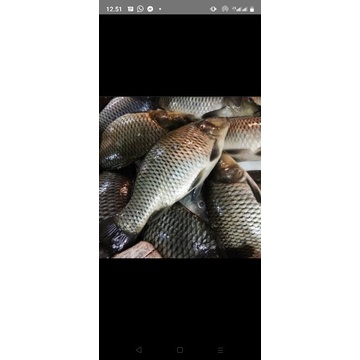 

ikan mas