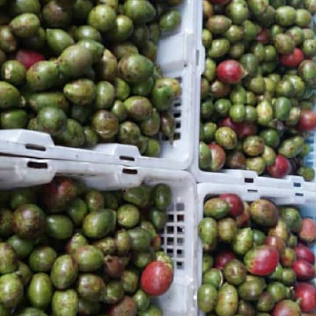 

Buah Matoa