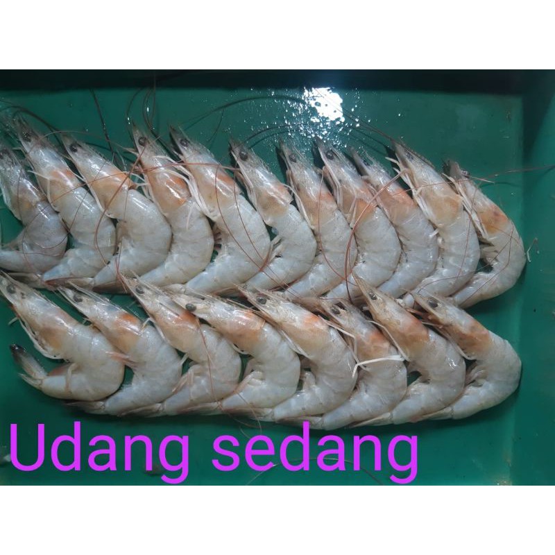 

UDANG SEDANG/500GRM
