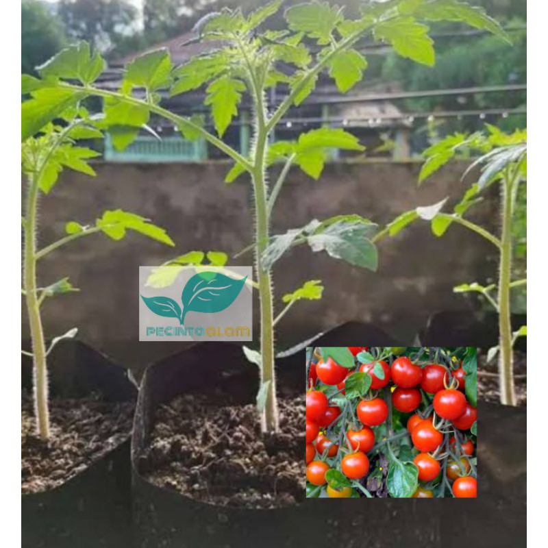 Bibit tanaman tomat cery/Pohon buah tomat cery