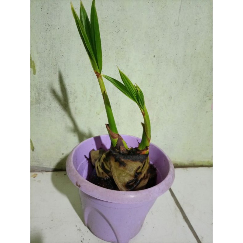bonsai kelapa cabang 2 (kembar 2)