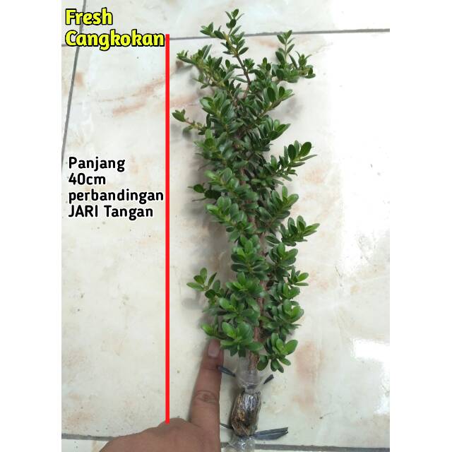 Santigi Mawar Micro Fresh Cangkok