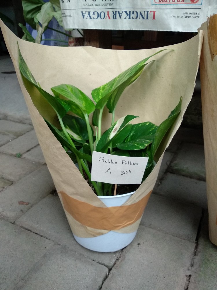 Botol Pet 250 Ml + Tutup Trigger Sprayer