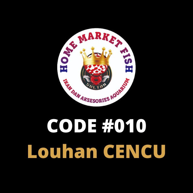 LOUHAN CENCU #010 REAL VIDEO ikan louhan cencu size 2-3jari video nyata 1 ikan/1 iklan sesuai video