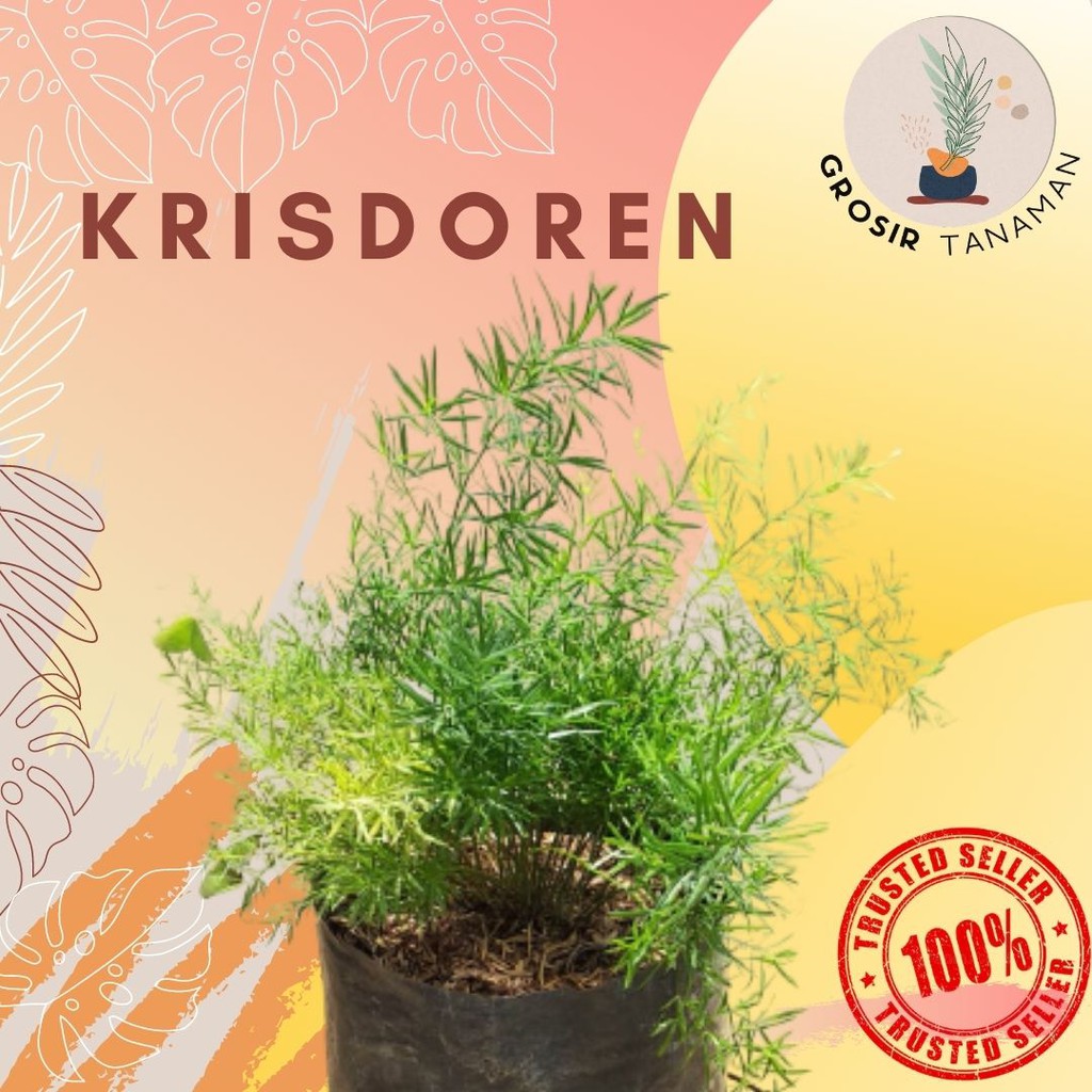 Tanaman Hias Asparagus Fern Krisdoren