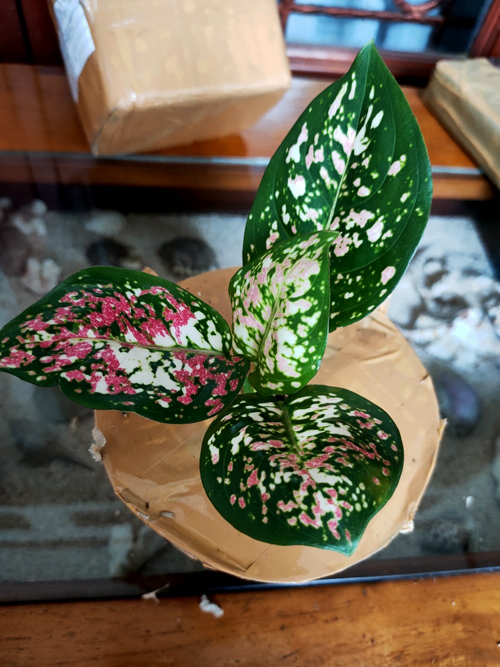 Aglonema Dud Tricolor