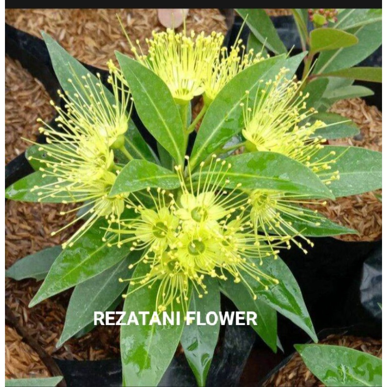 tanaman bunga Santos lemon/Santos lemon/bunga santos