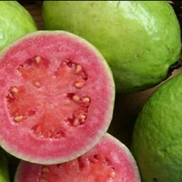 Bibit Jambu Bangkok Merah (Jaminan Original)