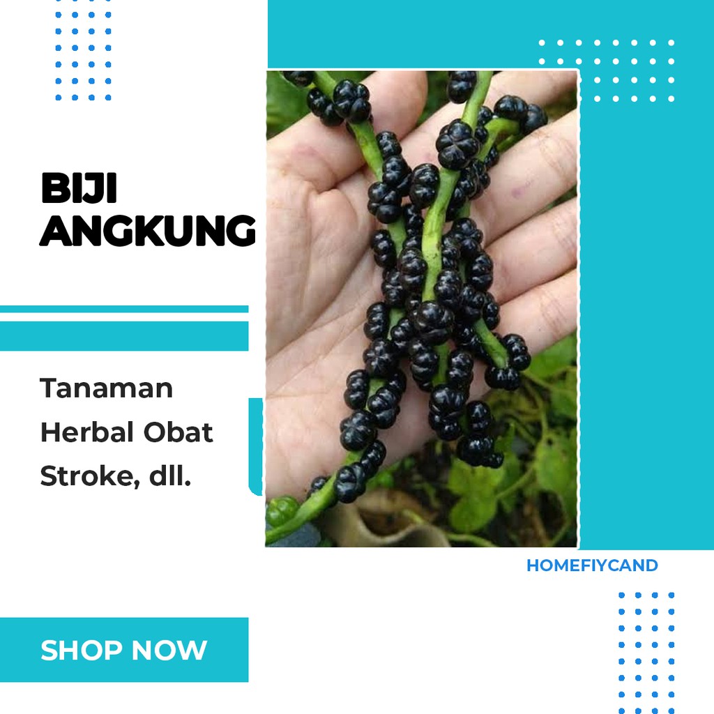 

[HOMEFIYCAND] Buah Angkung Murah//Biji Buah Angkung Untuk Kesehatan
