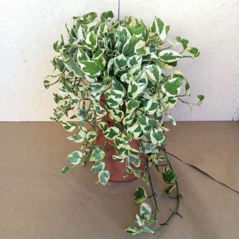 Tanaman Sirih Gading Varigata Njoy