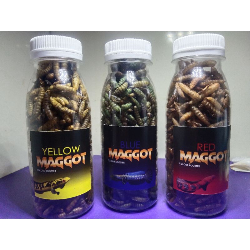 MAGGOT KERING / BLUE / RED / YELLOW / BLACK MAGGOT BOOSTER COLOUR KEMASAN 100 ML PAKAN IKAN CHANNA &