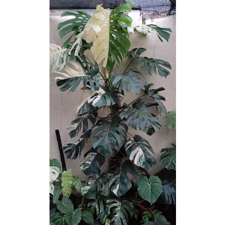 Monstera King Batang Daun Bonggol Variegata Monvar Menor Mewah Half Moon Besar Tinggi 2m