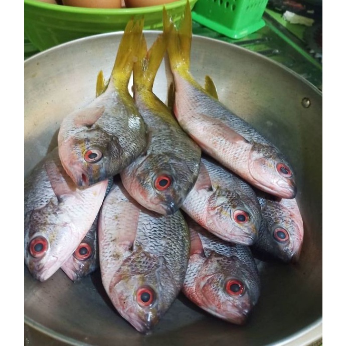 

IKAN EKOR KUNING