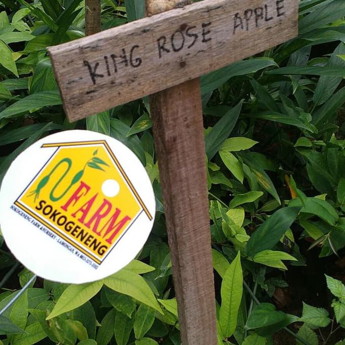 M4Il Bibit Jambu Air King Rose Kingrose Apple Jumbo Unggul Super Manis Pling Dicari#