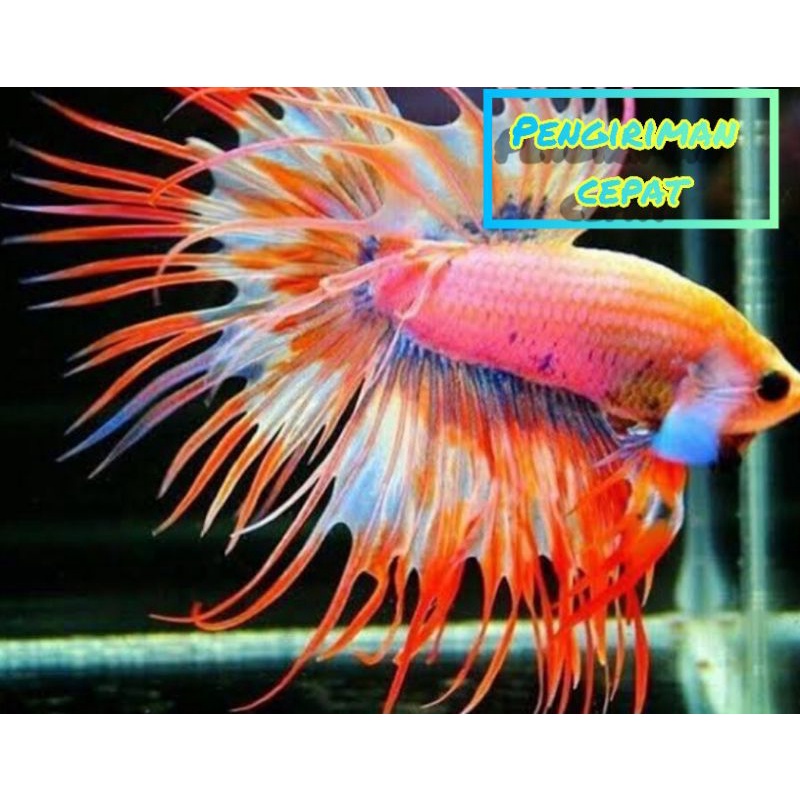 IKAN CUPANG SERIT CROWINTAL