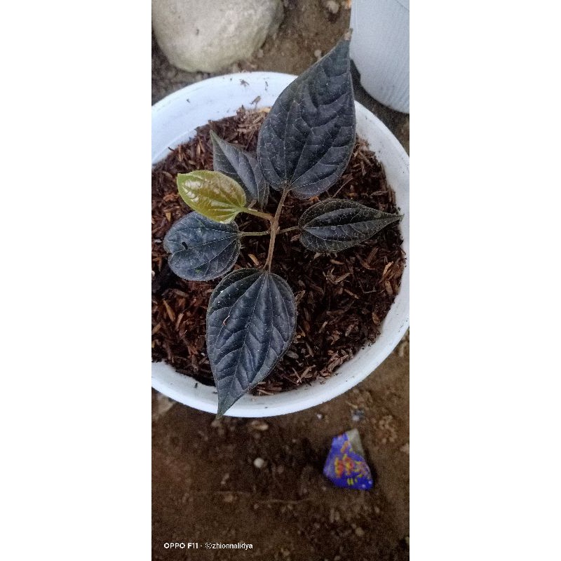 

Sirih Hutan
