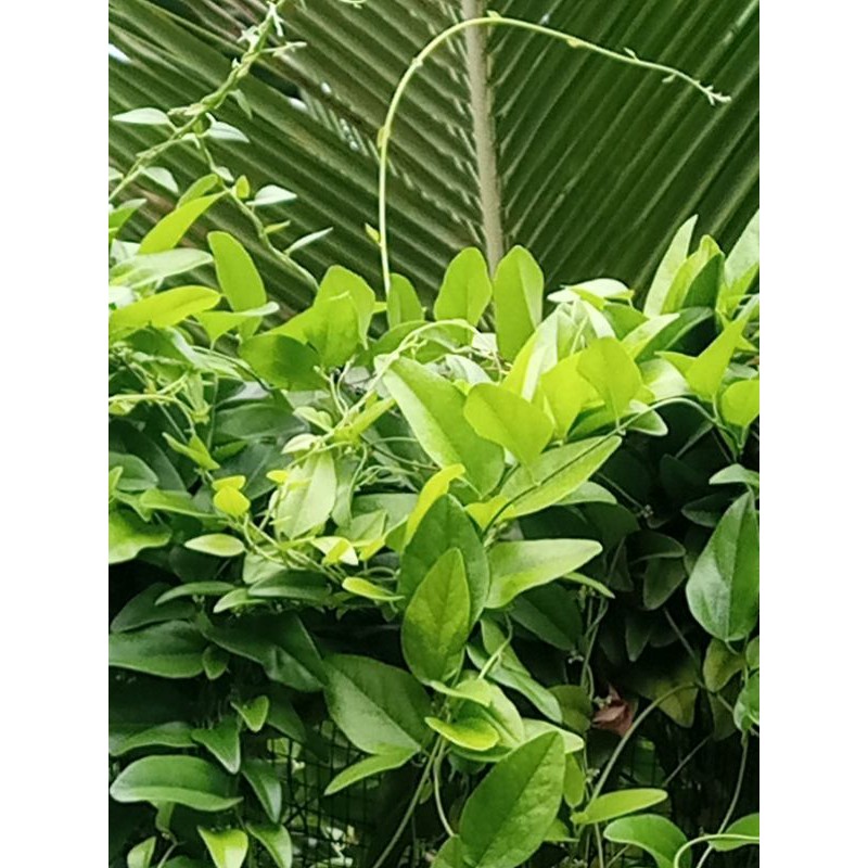

DAUN CINCAU JELLY SEGAR 2L