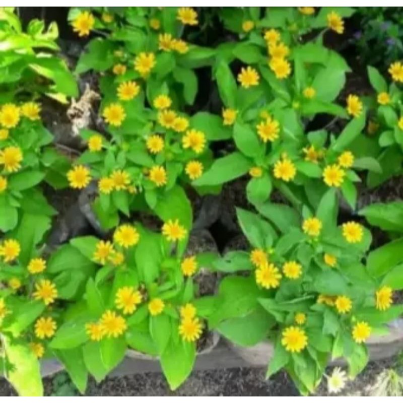 Tanaman bunga butter daisy / tanaman bunga matahari / tanaman hias bunga matahari mini