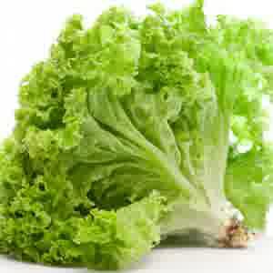 Dapatkan 1 Gram ( 150 Bijian ) Biji Benih Sayur Selada Hijau Hidroponik Tpsdd3 Kualitas Baik