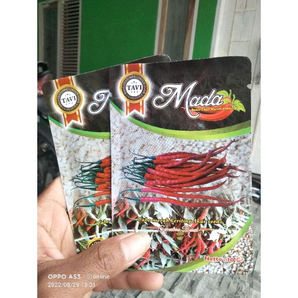 

Cabai MADA Cabai merah keriting tahan virus lokal sumbar