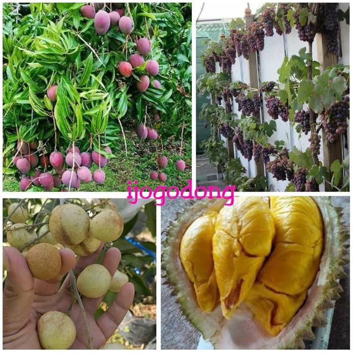 Paket berkebun 4 bibit Mangga durian anggur kelengkeng *_*