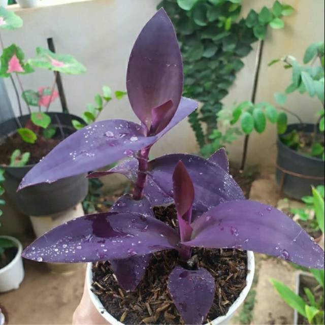 TANAMAN HIAS ADAM HAWA UNGU / POHON HIAS ADAM HAWA UNGU / ADAM HAWA UNGU