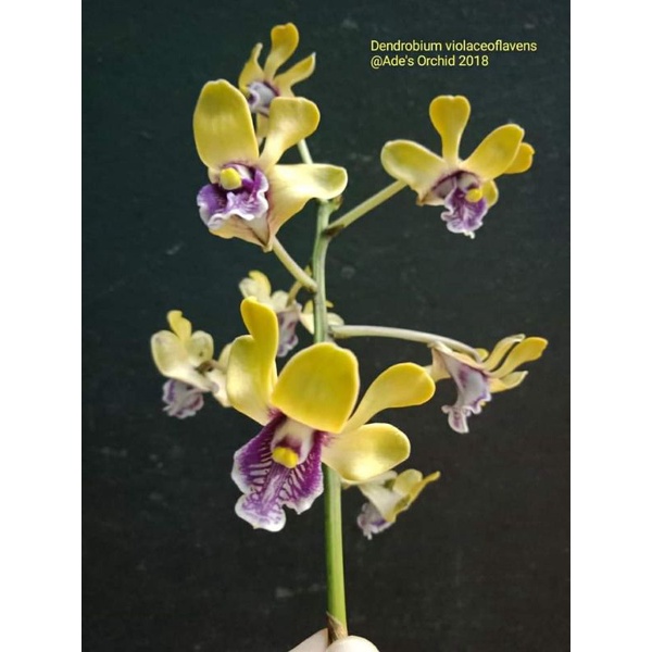 anggrek besi /dendrobium violaceoflavens remaja