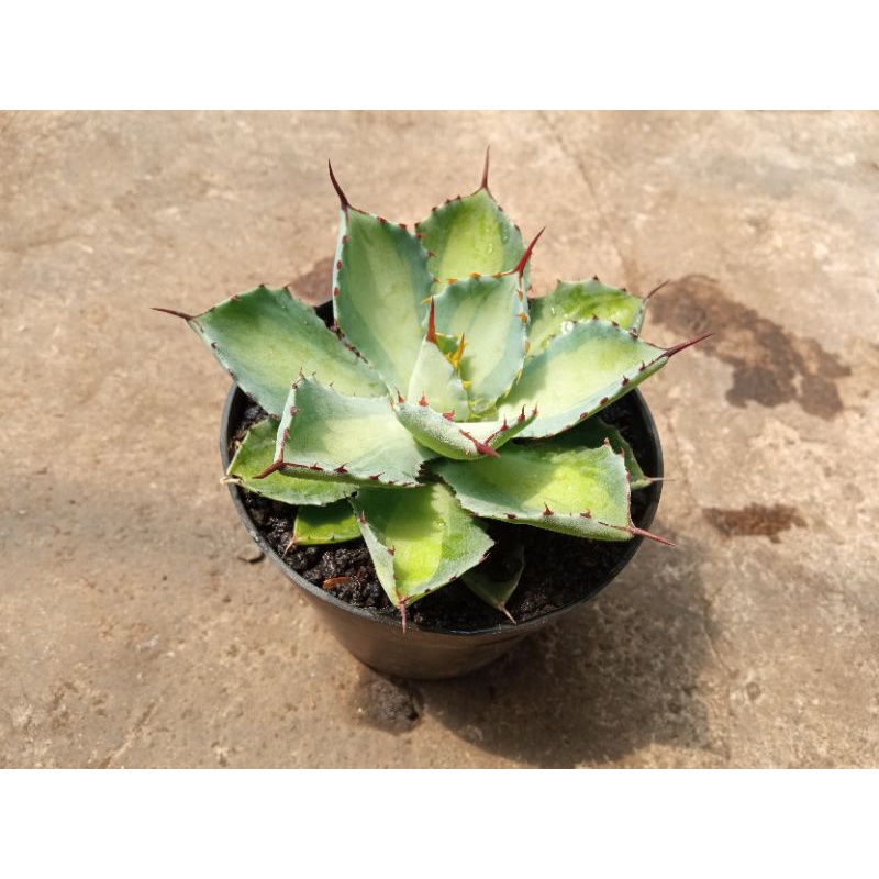 agave kisho khan lime green