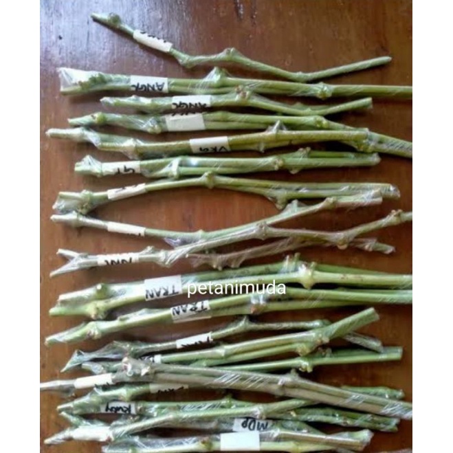 Entres Anggur Import (Asli/Valid)