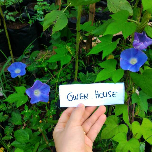 gwenhouse