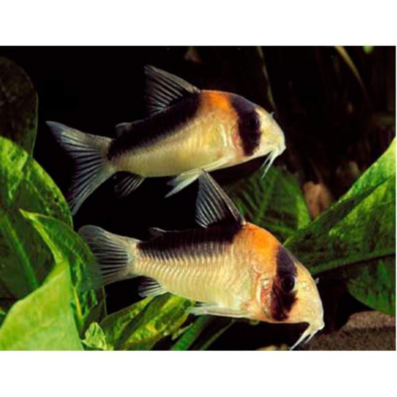 ikan corydoras adolfoi / corydoras adolvoi 3 cm