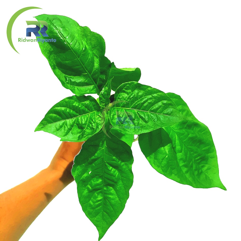 Bibit Cabe Carolina Reaper Tanaman Cabai Terpedas di Dunia bukan Biji ataupun Buahnya.