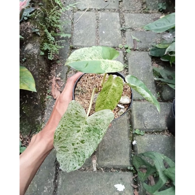 burlemark mint variegata