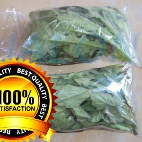 

Kirim Sekarang YJJBK daun dewa segar asli 100gram bukan tapak liman 43 Best Product