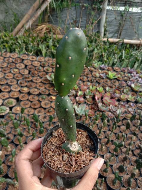 Kaktus Sukulen Opuntia Canterae 'opuntia rantai'