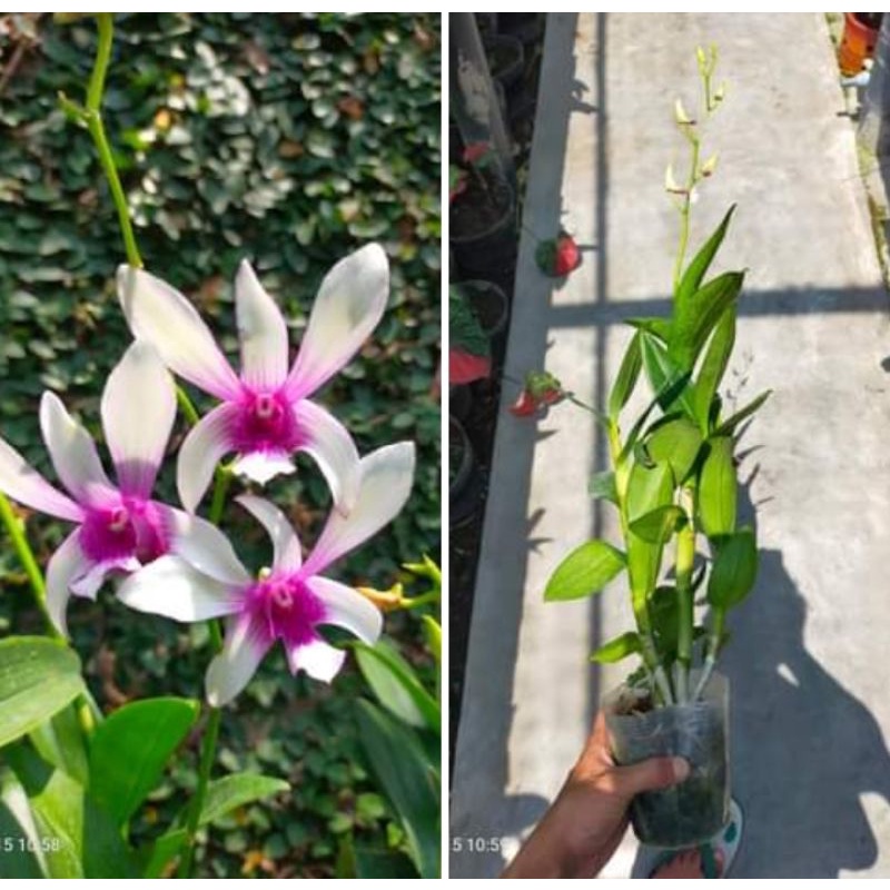 aanggrek dendrobium Caesar the/ Caesar Sanan white besar